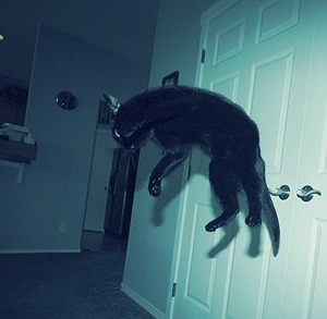 tomoyoyo:  Cats. That’s all. 