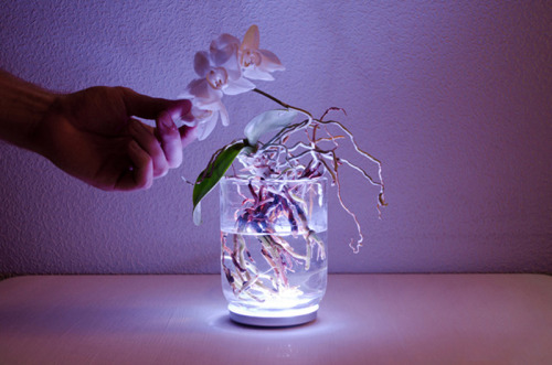 incense-princess:  Viktor Kolbig - Aura (2011) This is an ordinary house plant that works as a lamp by touch. Touch the plant and the lamp turns on, and its light can even be dimmed or the color of it changed by touching certain areas of the plant,