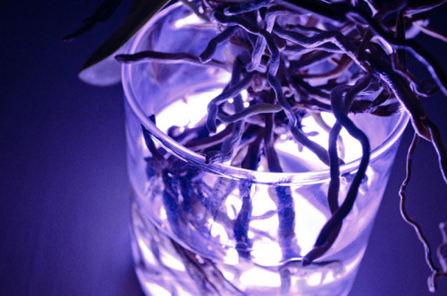 incense-princess:  Viktor Kolbig - Aura (2011) This is an ordinary house plant that works as a lamp by touch. Touch the plant and the lamp turns on, and its light can even be dimmed or the color of it changed by touching certain areas of the plant,