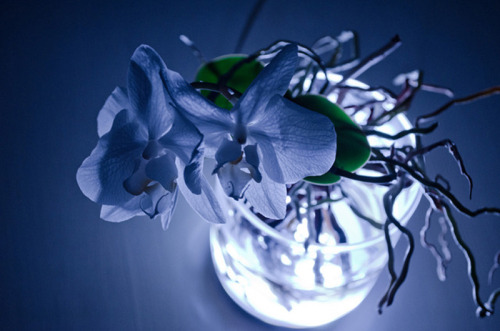 incense-princess:  Viktor Kolbig - Aura (2011) This is an ordinary house plant that works as a lamp by touch. Touch the plant and the lamp turns on, and its light can even be dimmed or the color of it changed by touching certain areas of the plant,