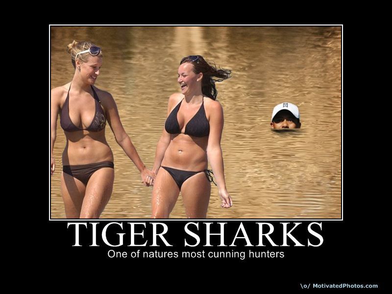 Tiger Sharks