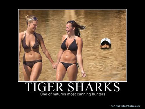 Sex Tiger Sharks pictures