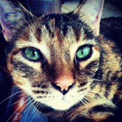 fuckyeahfelines:  My babe Jade, named after her eyes :) 