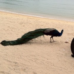 Peacock sa beach!!! Saan ka  pa?!!! Firts time!!!  (Taken with Instagram at Palawan Beach)