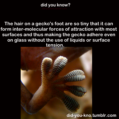 did-you-kno:  Source