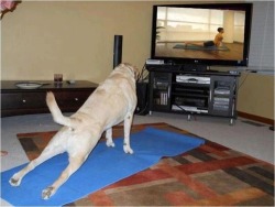 enfermo-demierda:  lucho estoy haciendo gimnasia xD