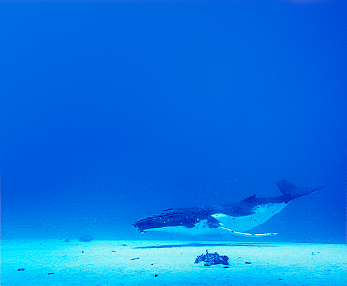 amnhnyc:  Whales are on their way…Just two more days until Whales: Giants of the