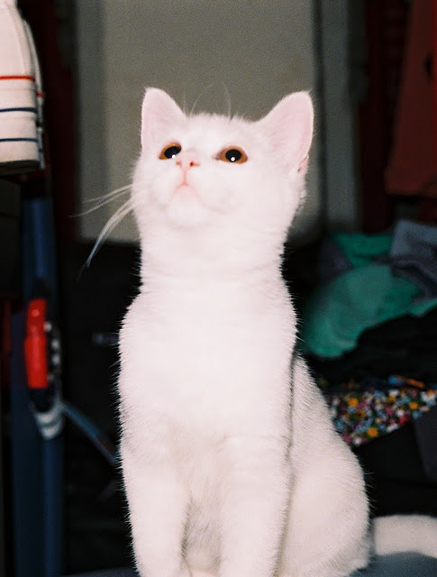 Antonio