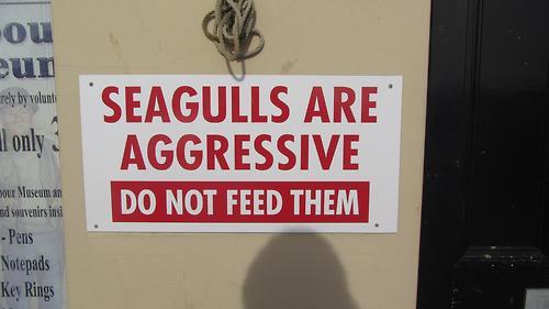 holleringandshouts:  Seagulls. You need to calm yo shit Down