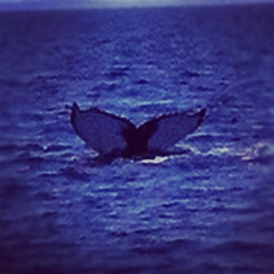 Whale watch was a success! http://instagr.am/p/PkCeopx3Qo/