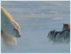 nakedghosts:  secretforkeeps:  mysticexplorations:  Photographs by Norbert Rosing, of a wild polar bear coming upon tethered sled dogs in Canada’s Hudson Bay. “The photographer was sure that he was going to see the end of his dogs when the polar bear