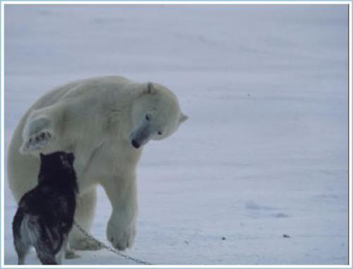 nakedghosts:  secretforkeeps:  mysticexplorations:  Photographs by Norbert Rosing, of a wild polar bear coming upon tethered sled dogs in Canada’s Hudson Bay. “The photographer was sure that he was going to see the end of his dogs when the polar bear