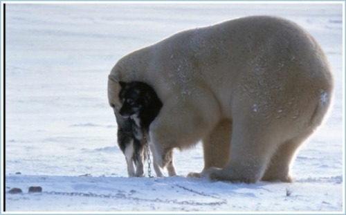 nakedghosts:  secretforkeeps:  mysticexplorations:  Photographs by Norbert Rosing, of a wild polar bear coming upon tethered sled dogs in Canada’s Hudson Bay. “The photographer was sure that he was going to see the end of his dogs when the polar bear