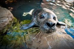 neaq:  Will you be my friend? See video of