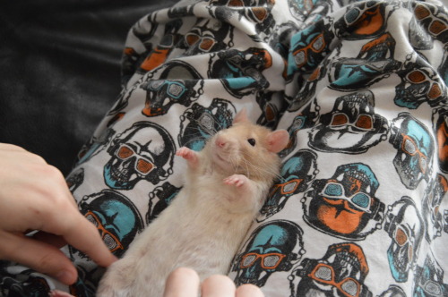 effyeahpetrats: effyeahpetrats:My Lilly, aka Snuggle Bug. She loves to cuddle with everyone, and oft