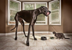 archiemcphee:  Meet Zeus, an awesome Great Dane from Otsego, Michgan who holds the Guinness World Record for ‘Tallest Dog‘. He weight 155 pounds and measures 44 inches from foot to shoulder. But when standing on his hind legs, Zeus measures a whopping