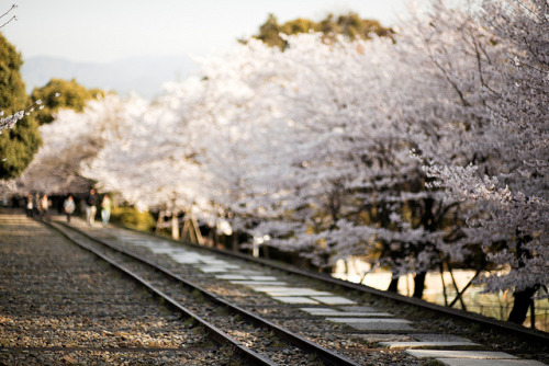 yumenomusume: 朝の桜散歩 Strolling with Sakura this Morning by sunnywinds on Flickr.