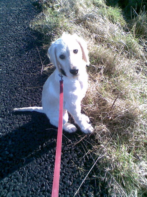 @ginaraemichaels  look at my wee labradoodle when she was pup !.. over 2 year ago x