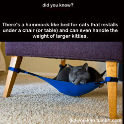 did-you-kno:  It’s called cat crib. Source