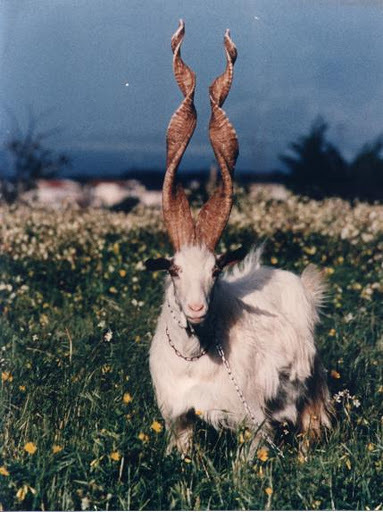 asphyyxia-philia:  anniegetyourdress:  Yeah jelly  That goat is prettier than I am. 