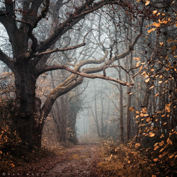 emilsinclaire:  Autumn Mantra by =Oer-Wout