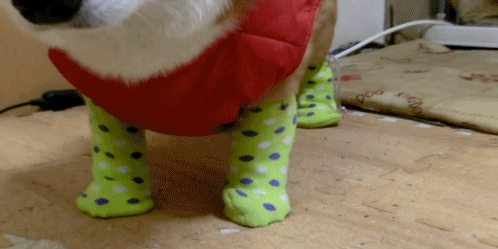 I’VE BEEN LOOKING FOR THIS CORGI WEARING SOCKS FOR FOREVER.