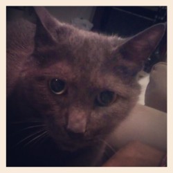 Hi there Ashley :) #kitty #mahbaby #littleoldman (Taken with Instagram)