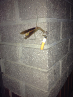 nyanchos:  THIS BUG JUST FLEW AT MY COWORKER WHO WAS SMOKING AND LITERALLY TOOK HIS CIGARETTE FROM HIM AND IS NOW CHILLIN ON THE WALL WITH IT 