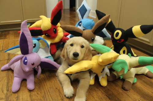explodingdragons: michaelceraofpain: ITS A GOLDEN RETRIEVER PUPPY WITH THE EEVEELUTIONS IT’S A