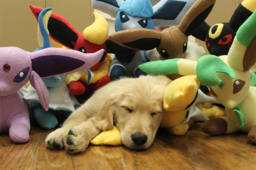 explodingdragons:  michaelceraofpain:  ITS A GOLDEN RETRIEVER PUPPY WITH THE EEVEELUTIONS  IT’S A GOLDEN RETREEVEE. 