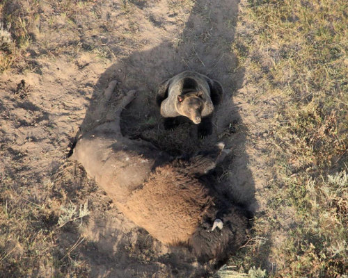 A grizzly bear guards its meal