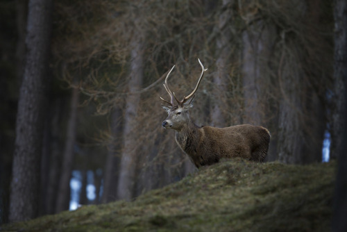 mentalfornication:Red Stag by Steve Mclaren on Flickr.