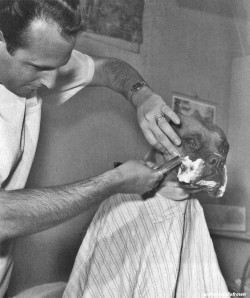 blackandwtf:  April, 1961 Fritz, a television celebrity bulldog, is shaved by a Californian barber. (via updownsmilefrown)