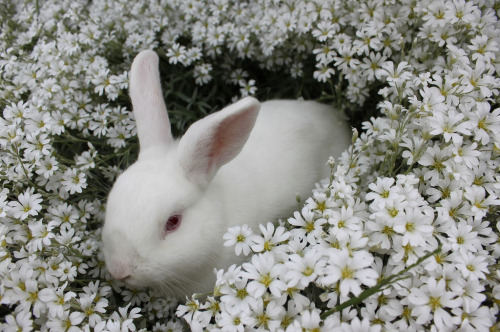 mellifluis:  omg!!