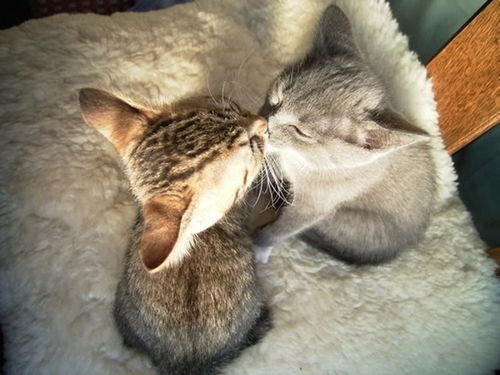 herekittykittykitty:  kitty kisses!!!! 