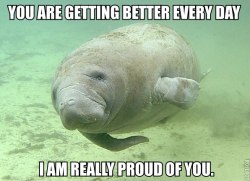 thanks mr manatee