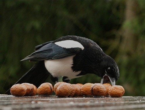 I love magpies more than owls, there’s just never any good pictures of them.