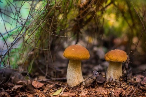 pixiewinksfairywhispers:culturapagan:“Mushrooms are like men–the bad most closely counterfeit the go