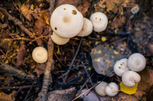 pixiewinksfairywhispers:culturapagan:“Mushrooms are like men–the bad most closely counterfeit the go