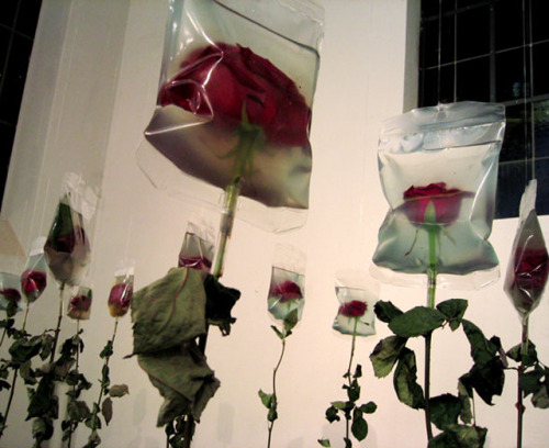 razorshapes:  To Live On by Min Jeong Seo  “The stalks these flowers are already dried up but their blossoms are preserved and kept fresh by the medical infusion bags. The life-span of every living creature is limited.The infusion bags stand for the