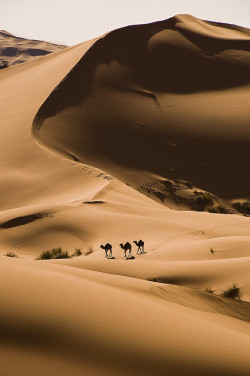 artifakts:  Camels in the Sahara desert near Merzouga, Morocco (by dj_pingu). 