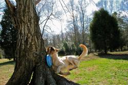 Dog trying to catch a frisbee hitting a tree