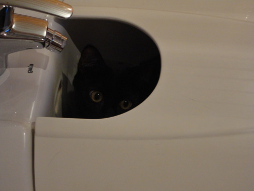 disco-dragons:  rubywings:  car0line127:  kittencas:  jaaaaaaaaaaaaaaaaaaackson:  bellatirx:  batmansbutt:  percybeth:  i was going to the bathroom when  i’ve been staring at this for like five minutes and i can’t figure out if that’s a toilet or