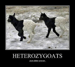 mypocketshurt90:  jtotheizzoe:  Heterozygoats.