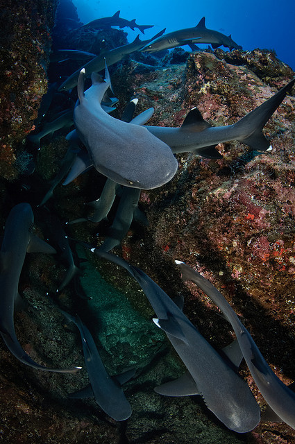 m-a-t-c-h-a:  theoceaniswonderful:  Isla del Coco - Whitetip Sharks by Bigeye Bubblefish