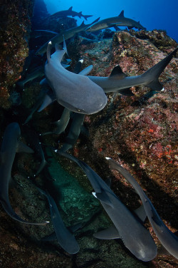 m-a-t-c-h-a:  theoceaniswonderful:  Isla del Coco - Whitetip Sharks by Bigeye Bubblefish [  Addict  ]  Animal/ nature/ color bog!