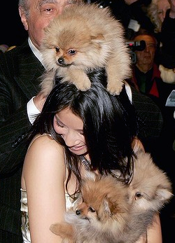 gynocieum:  LUCY LIU IS COVERED IN PUPPIES 