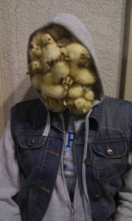 duckstapler:  skittycatz:  furrets:  ghxxst:  I AM SO SCARED  what happened here  how’d this picture of me get on the internet  gpoy  DUCKLING FANTASY