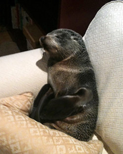 sisterspock:  Baby Seal Enters House and Naps on Couch Annette Swoffer fell victim to a home invasion – of cuteness!Lucky the seal pup, named for its knack for crossing busy streets without a scratch, wound up asleep on Swoffer’s couch after apparently