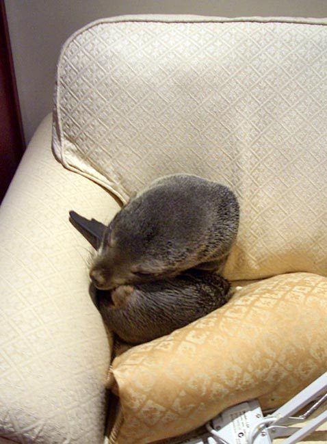 sisterspock:  Baby Seal Enters House and Naps on Couch Annette Swoffer fell victim